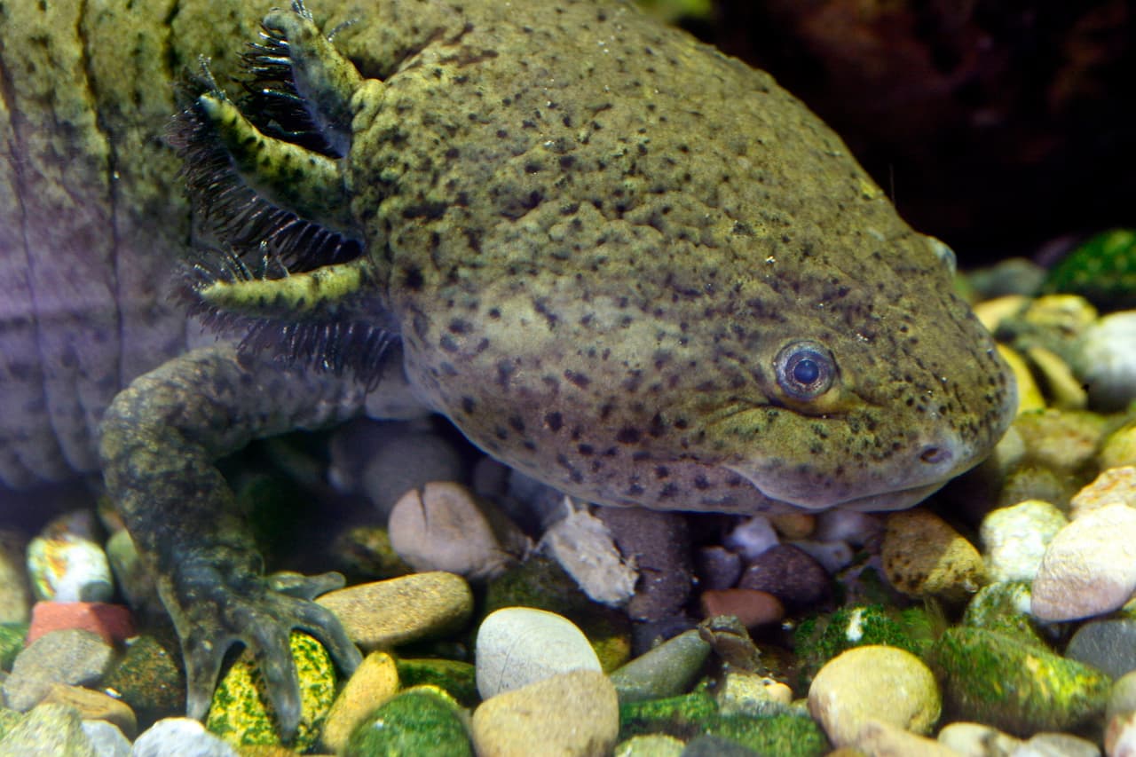 Ein Axolotl (Ambystoma mexicanum) schwimmt in einem Aquarium im Zoo von Zuerich am Mittwoch, 21. November 2007. Der Axolotl sei eine der bedrohtesten Tierarten ueberhaupt, sagte Zoo-Kurator Samuel Furrer am Mittwoch vor den Medien in Zuerich. In der freien Natur gibt es nur noch wenige hundert Tiere davon. Wild komme er nur in den Wasserkanalsystemen um Mexiko City vor. In Zoos, Labors und bei Privaten gebe es jedoch Hunderttausende davon. Unter dem Motto "Das Jahr des Frosches" wird 2008 weltweit eine Oeffentlichkeitskampagne lanciert. (KEYSTONE/Alessandro Della Bella) An Axolotl or Ajolote (Ambystoma mexicanum) is seen in the Zoo of Zurich, Switzerland, Wednesday, November 21, 2007. (KEYSTONE/Alessandro Della Bella)
