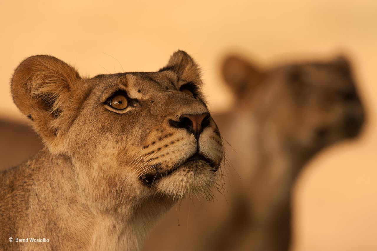 <b>Hermanas</b>. Bernd Wasiolka encontró una gran manada de leones junto a una charca en el Parque Transfronterizo de Kgalagadi, Sudáfrica. Uno de los dos machos marcó las ramas de un árbol cercano. Más tarde, dos hembras olfatearon las marcas y por un breve instante adoptaron la misma postura.