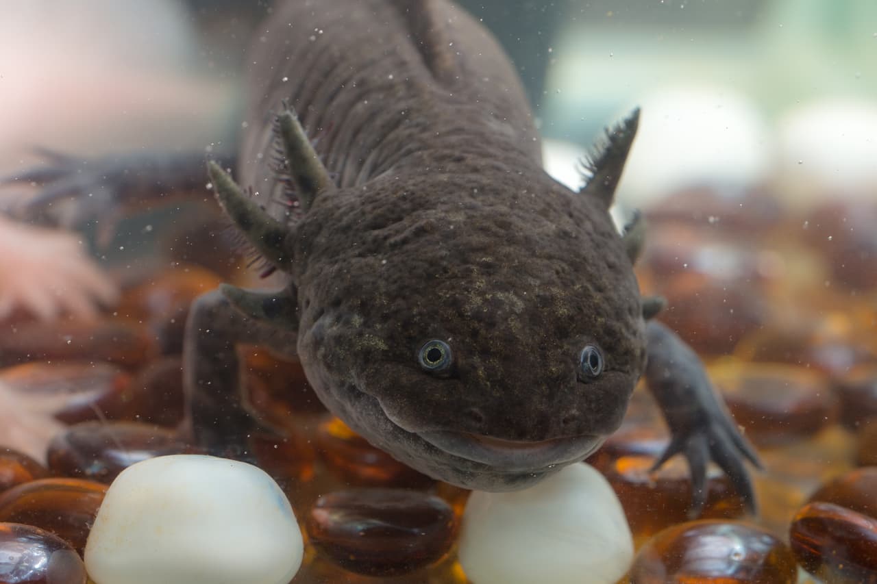 domestic axolotl in the aquarium close up