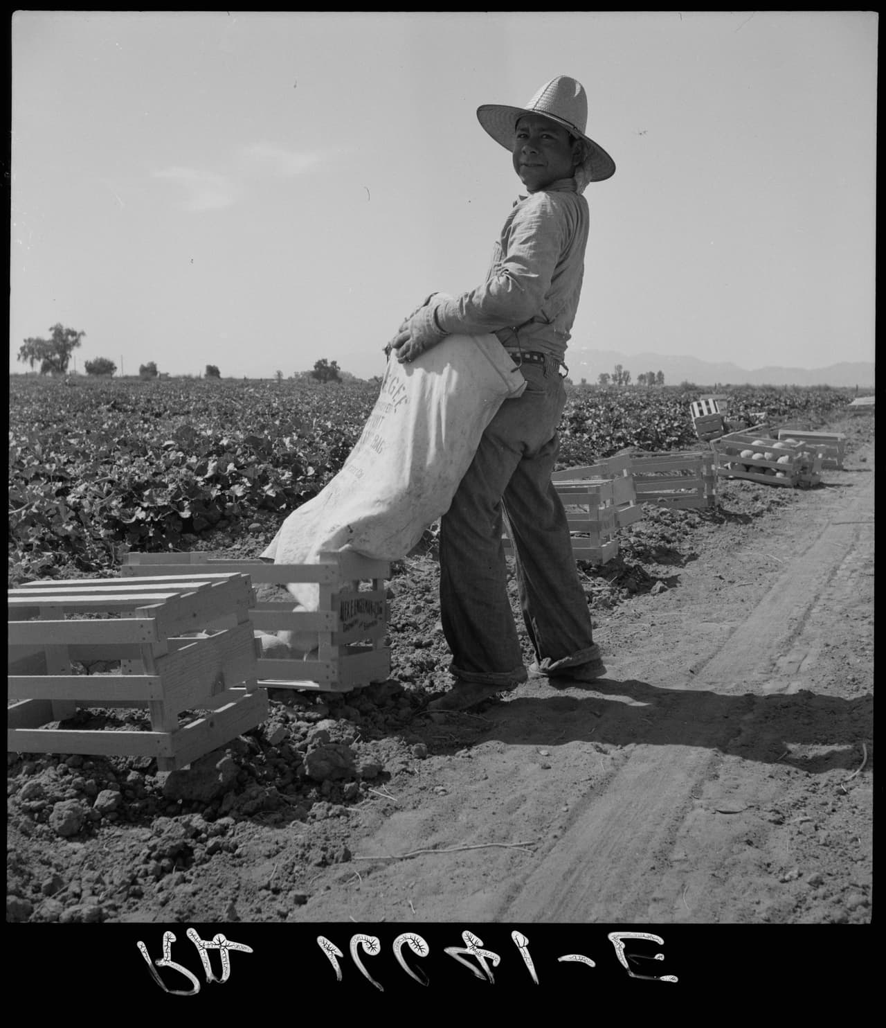 <b>Mexicano recolector de melones</b> descargando su bolsa en Valle Imperial, California. Mayo de 1937.