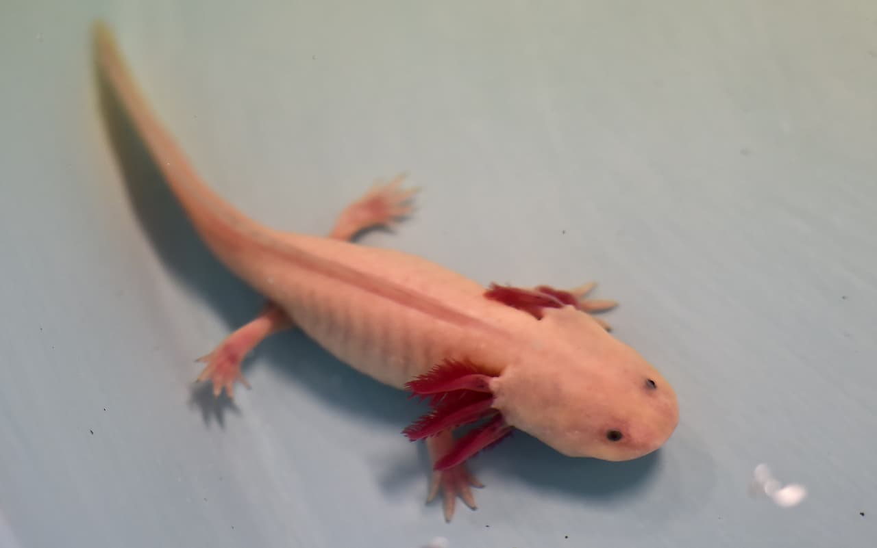 An albino Axolotls (Ambystoma Mexicanum) is pictured at the laboratory of ecological restoration of the Autonomous University of Mexico (UNAM) in Mexico City, on August 29, 2014. The wild axolotls are near extinction due to urbanization in Mexico City and water pollution. AFP PHOTO/RONALDO SCHEMIDT (Photo credit should read RONALDO SCHEMIDT/AFP/Getty Images)