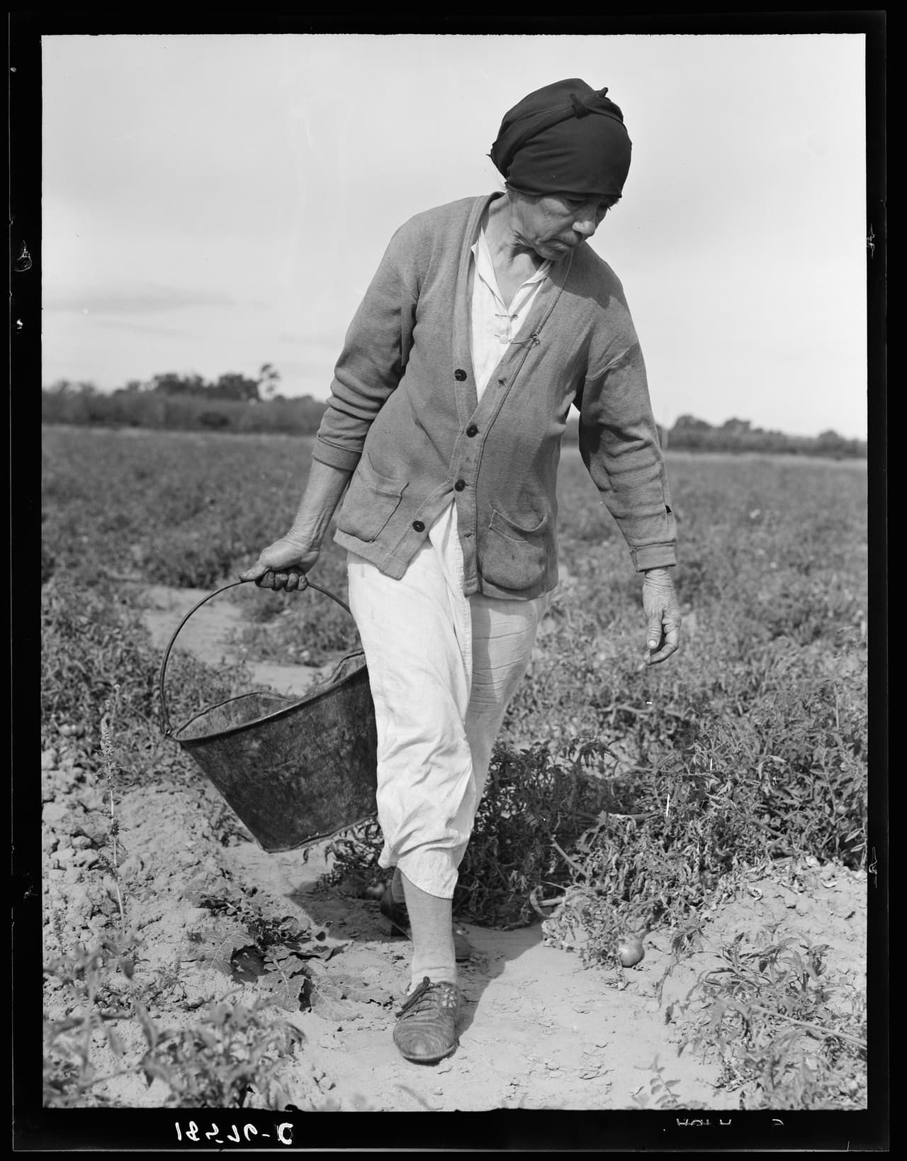 <b>Abuela mexicana que va junto a su familia </b>cada año desde Glendal, Arizona, siguiendo los cultivos hacia California y regresa. Aquí cosechando tomates. Valle se Santa Clara, California. Noviembre de 1938.