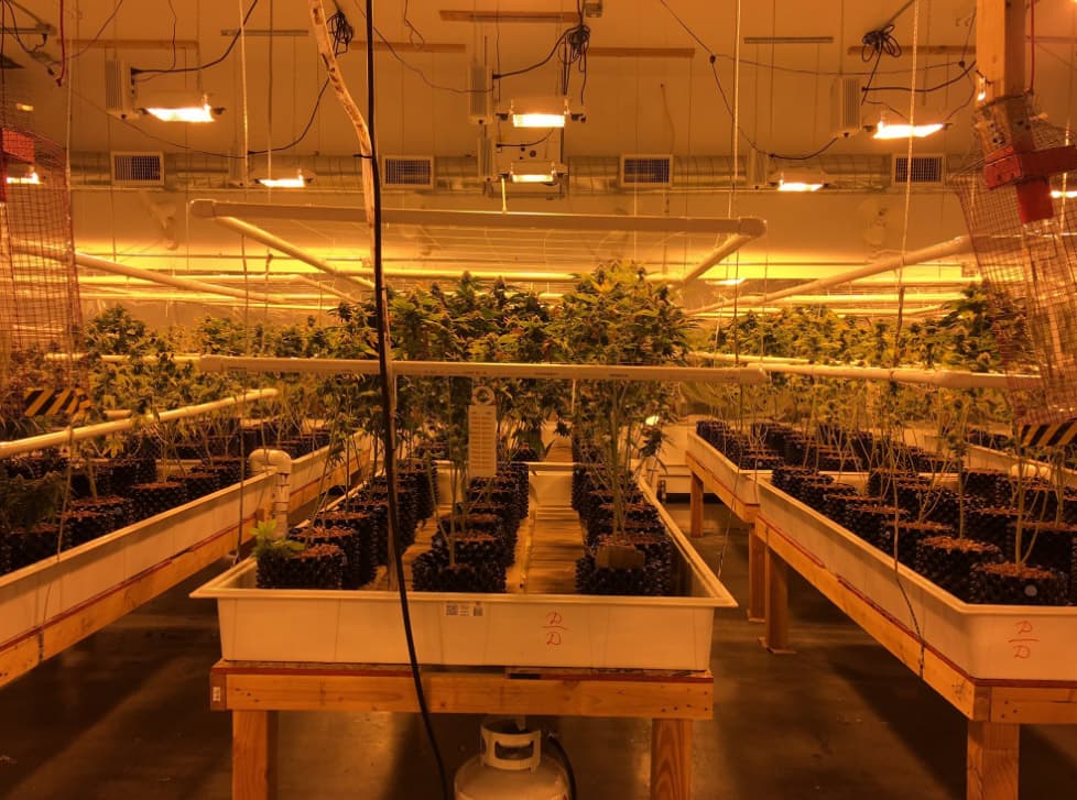 Aproximadamente 27,000 plantas de marihuana, con un valor de 6.1 millones en el mercado negro, fueron incautadas por agentes de LASD.