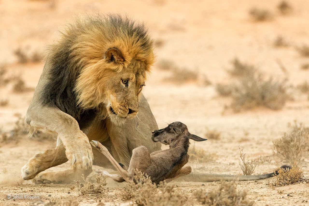 <b>La mirada de la muerte</b>. Johan Kloppers vio este pequeño ñu poco después de haber nacido en el Parque Transfronterizo de Kgalagadi, Sudáfrica. Sin saber que también sería testigo de su muerte más tarde ese mismo día. El pequeño rebaño de ñúes pasó junto a una manada de leones, y el becerro fue atrapado por una leona y luego arrebatado por este león macho.