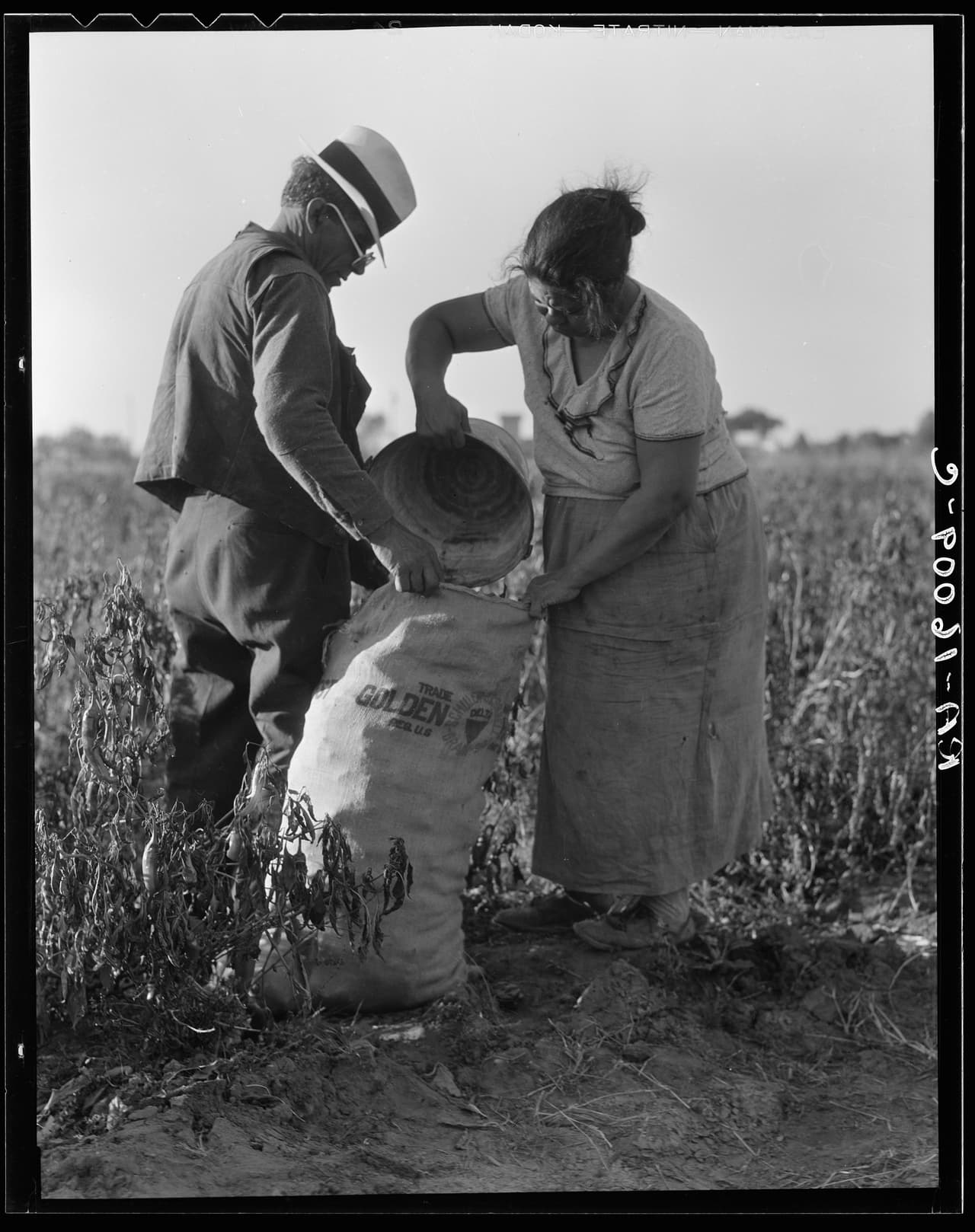 <b>Agricultores mexicanos recogiendo pimientos</b> en Stockton, California. Noviembre de 1936.