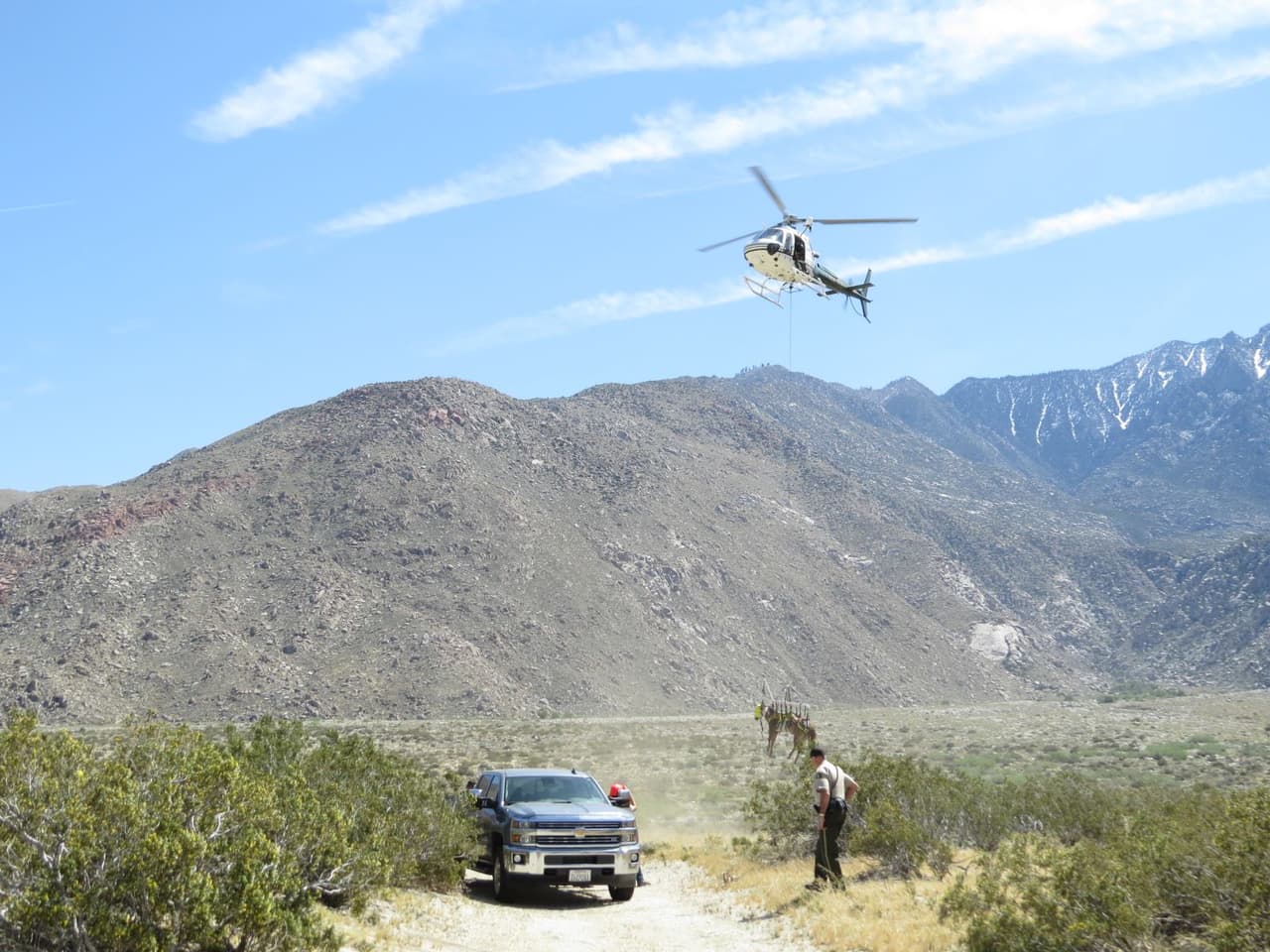 El animal desciende poco a poco hasta el sitio designado para su aterrizaje.