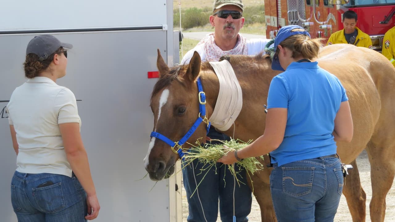 El animal recibe alimento por parte de sus cuidadores.