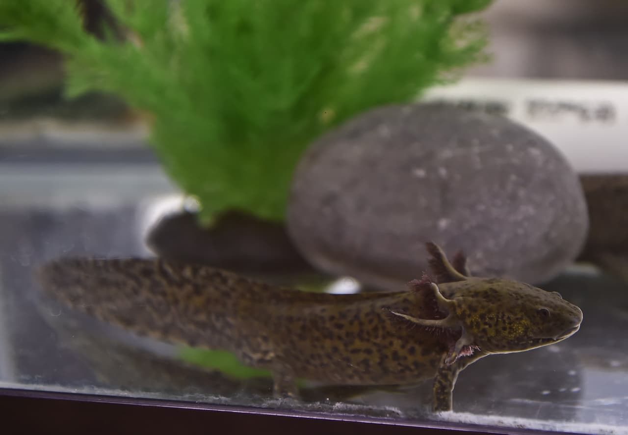 An Axolotls (Ambystoma Mexicanum) is pictured at the laboratory of ecological restoration of the Autonomous University of Mexico (UNAM) in Mexico City, on August 29, 2014. The wild axolotls are near extinction due to urbanization in Mexico City and water pollution. AFP PHOTO/RONALDO SCHEMIDT (Photo credit should read RONALDO SCHEMIDT/AFP/Getty Images)