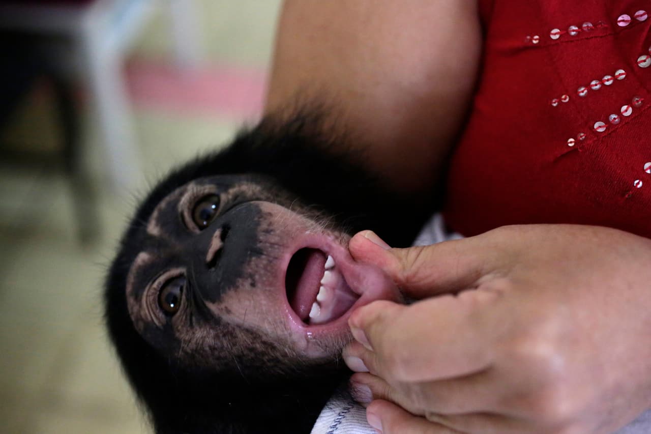 La bióloga examina nos primeros dientes de Anumá, a los cinco meses de edad. Luego de un año de nacidos, los chimpancés ya están físicamente fuertes y pueden ponerse agresivos, por lo que deben regresar al zoológico. 8 de junio de 2016.