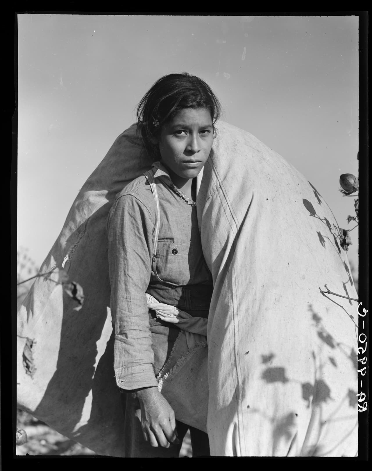 <b>Mexicano cosechador de algodón. </b>Valle de San Joaquín Sur, California. Noviembre de 1936.
