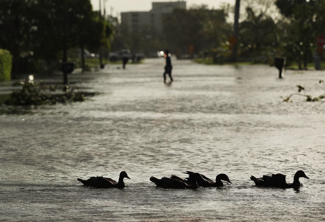 Los patos, que habitualmente nadan en estanques y lagos, esta vez lo hacen en las calles inundadas de Naples (costa oeste).