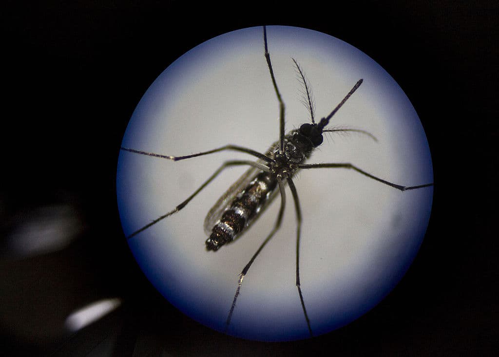 Confirmado un caso de transmisión local de dengue en Miami-Dade