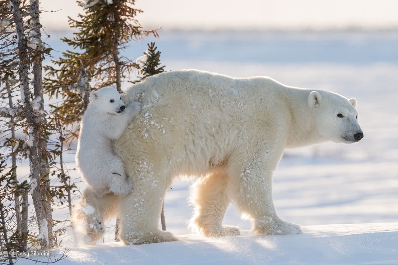 <b>Dando un aventón</b>. Esta osa polar descansaba con sus dos oseznos en el Parque Nacional Wapusk, Manitoba, Canadá, cuando de repente se levantó y corrió cuesta abajo por la nieve profunda. Uno de los oseznos saltó sobre ella, sosteniéndose con una mordida firme de su trasero peludo - comportamiento totalmente inesperado y humorístico.