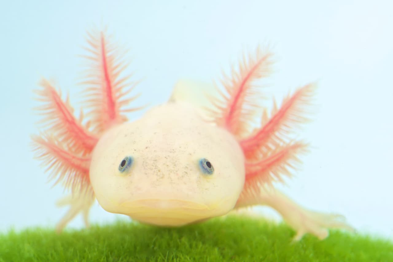 Axolotl (Ambystoma mexicanum)
