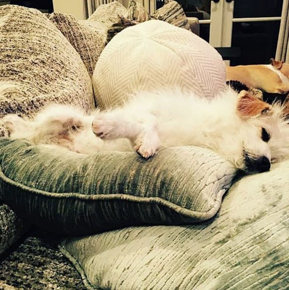 En ellos ha encontrado consuelo tras su reciente divorcio.