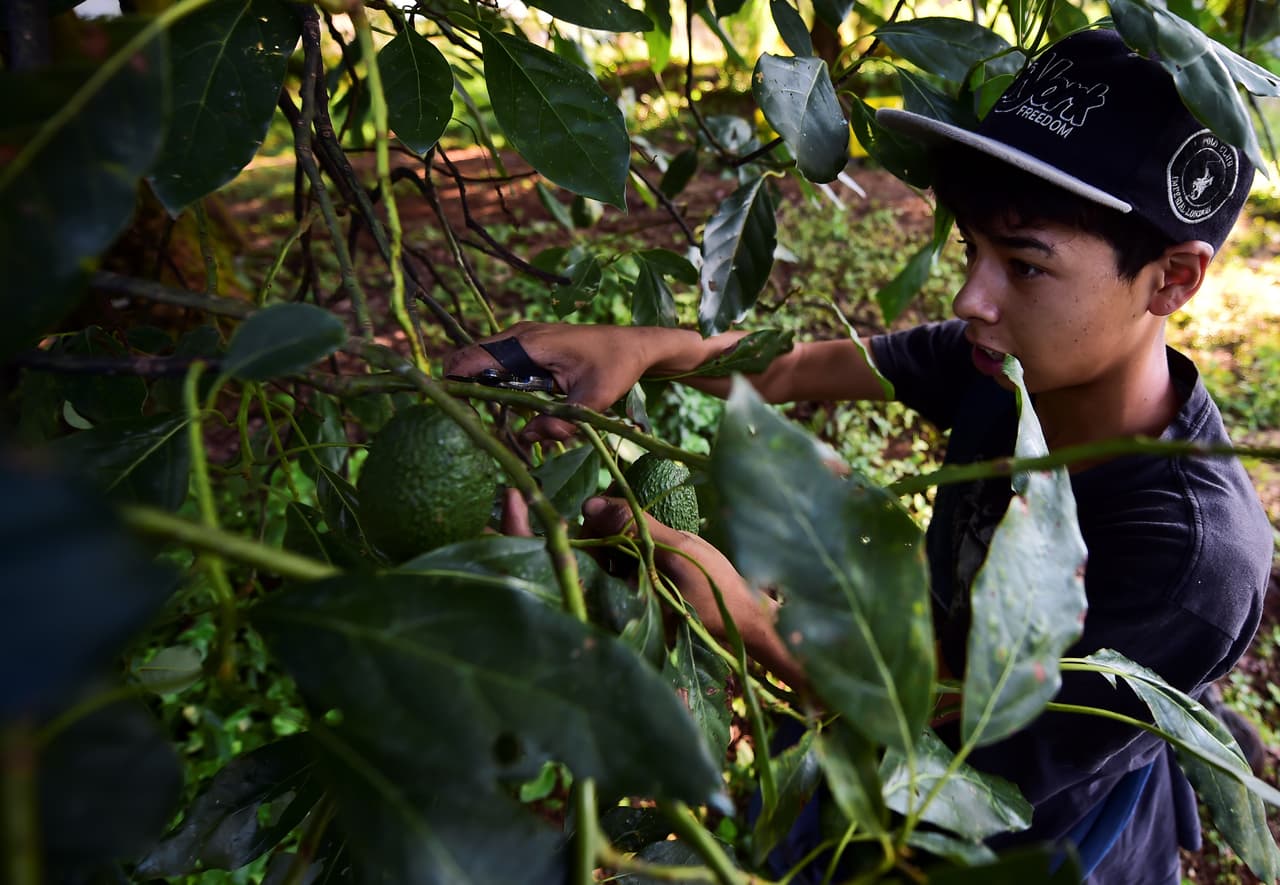 Un campesino de Michoacán trabaja en la cosecha de aguacates.