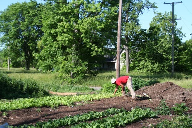 Greg Willerer cosecha verduras de hoja en su finca en Detroit.
<br>