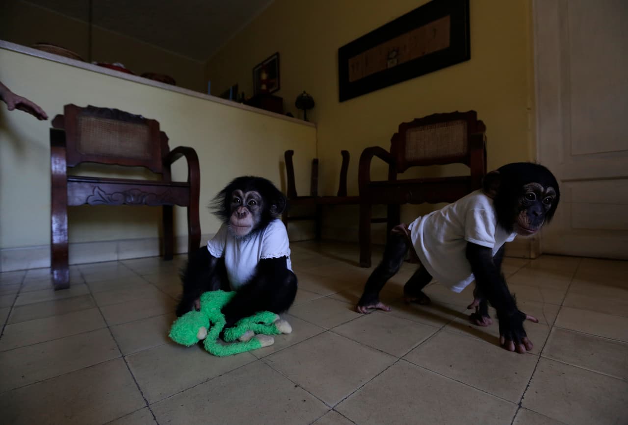 Los pequeños juegan en el apartamento de su cuidadora. Anumá, de un año de edad a la derecha.