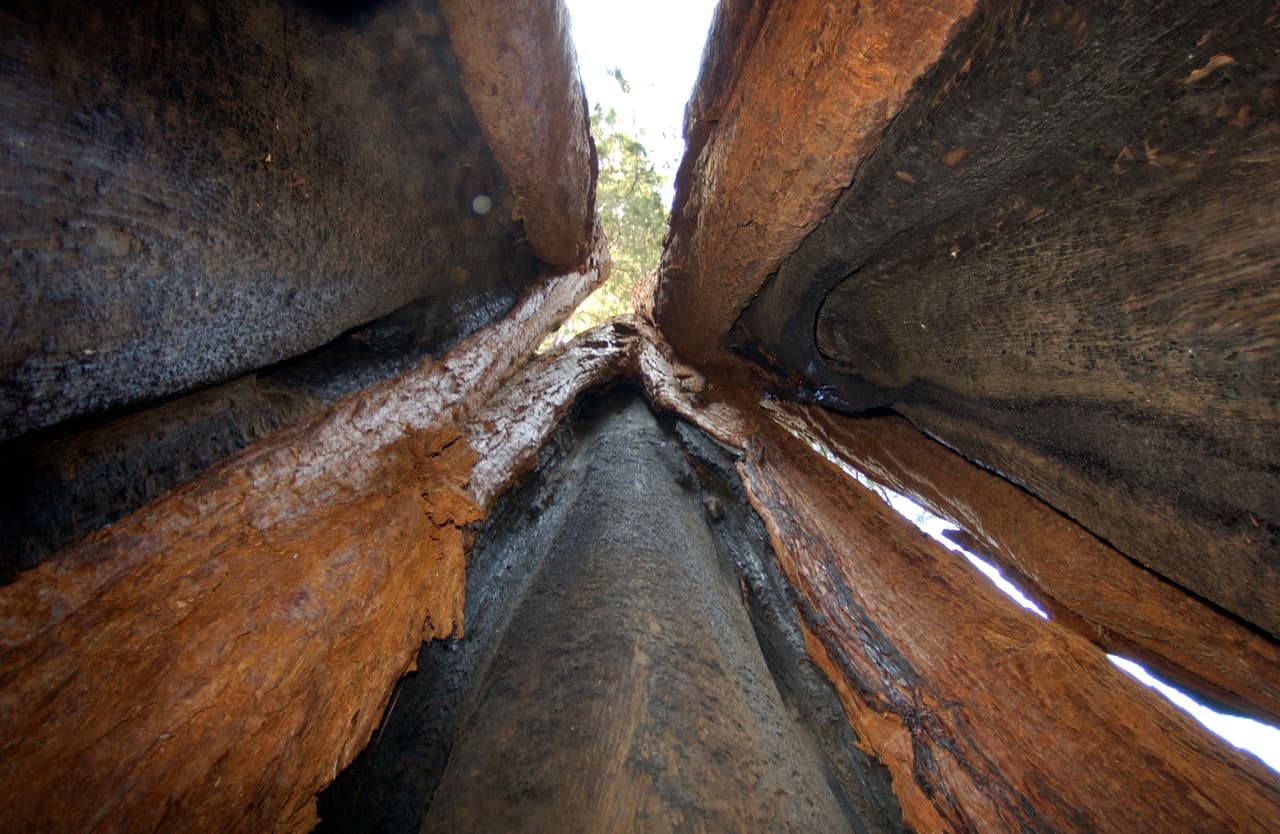 Tres partes de un tronco.