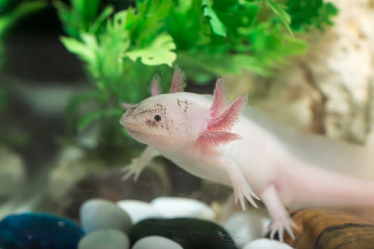 axolotl floats in the aquarium close up