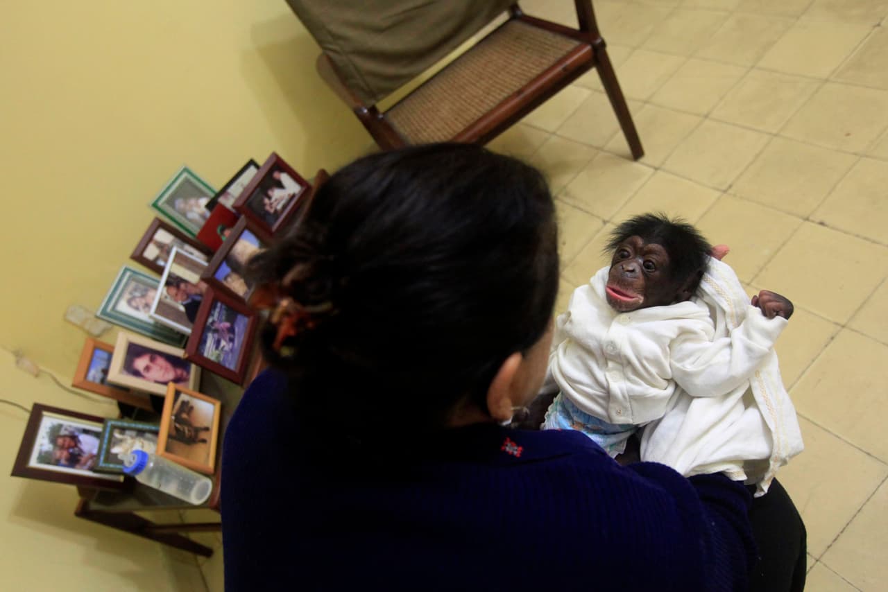 Aunque son adorables, Marta Llanes, de 62 años, despues de un año planea regresarlos al zoológico de La Habana. En la foto, la bióloga le habla a Anumá, a los siete días de nacido. 15 de enero de 2015.