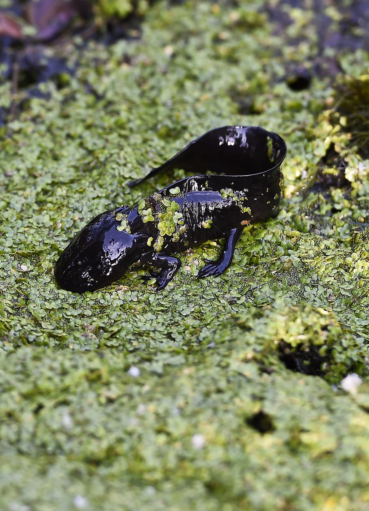 View of an Axolotl (Ambystoma Mexicanum) in a channel of Xochimilco, southern Mexico City, on August 29, 2014. The wild axolotls are near extinction due to urbanization in Mexico City and water pollution. AFP PHOTO/RONALDO SCHEMIDT (Photo credit should read RONALDO SCHEMIDT/AFP/Getty Images)