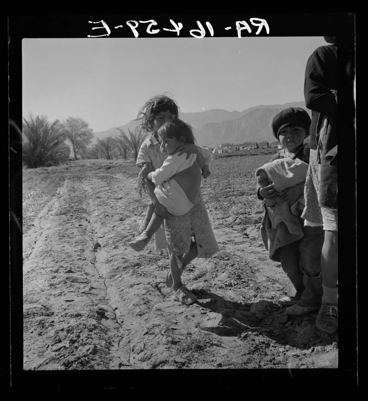 <b>Hijos de campesinos inmigrantes mexicanos, el mayor ayuda a atar las zanahorias en el campo</b>. Valle de Coachella, California. Febrero de 1937.
<br>