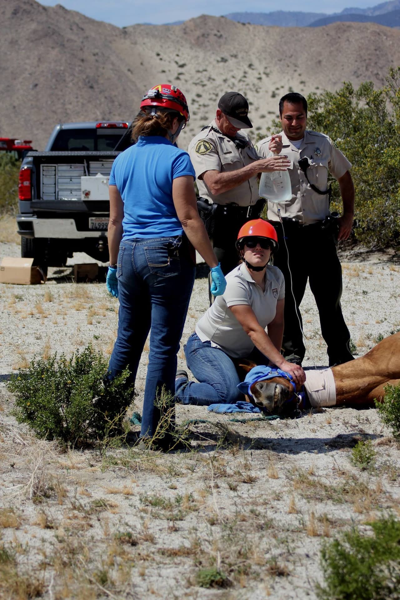 El animal fue vendado en el cuello y se le aplicó tratamiento intravenoso.
