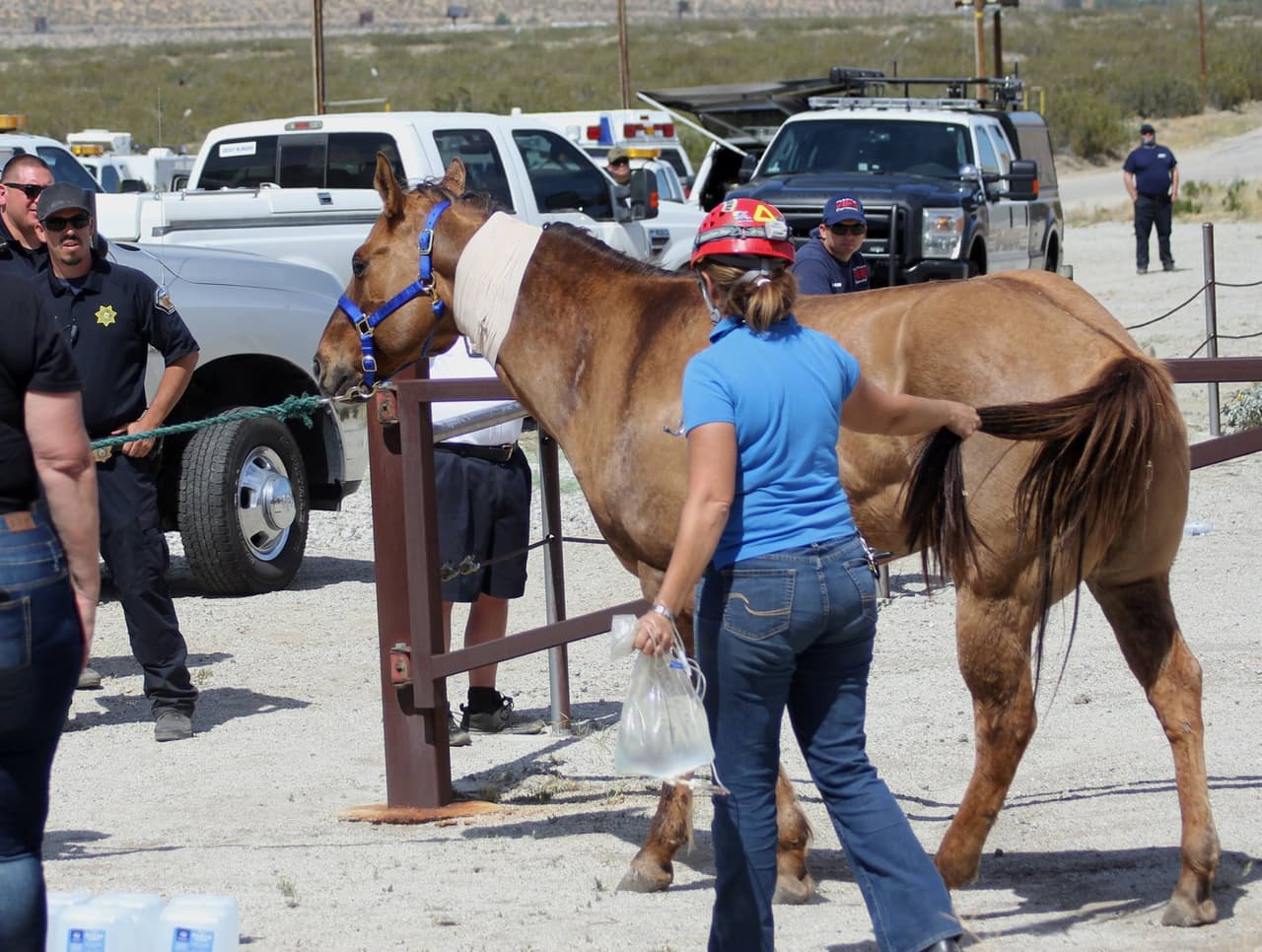 El caballo, con un vendaje y tratamiento intravenoso, es trasladado