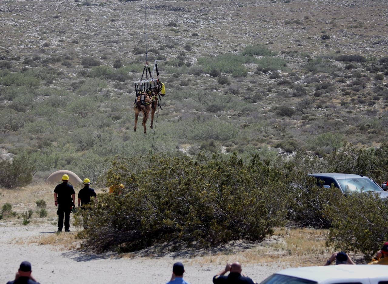 Los equipos médicos esperan en tierra al caballo herido.