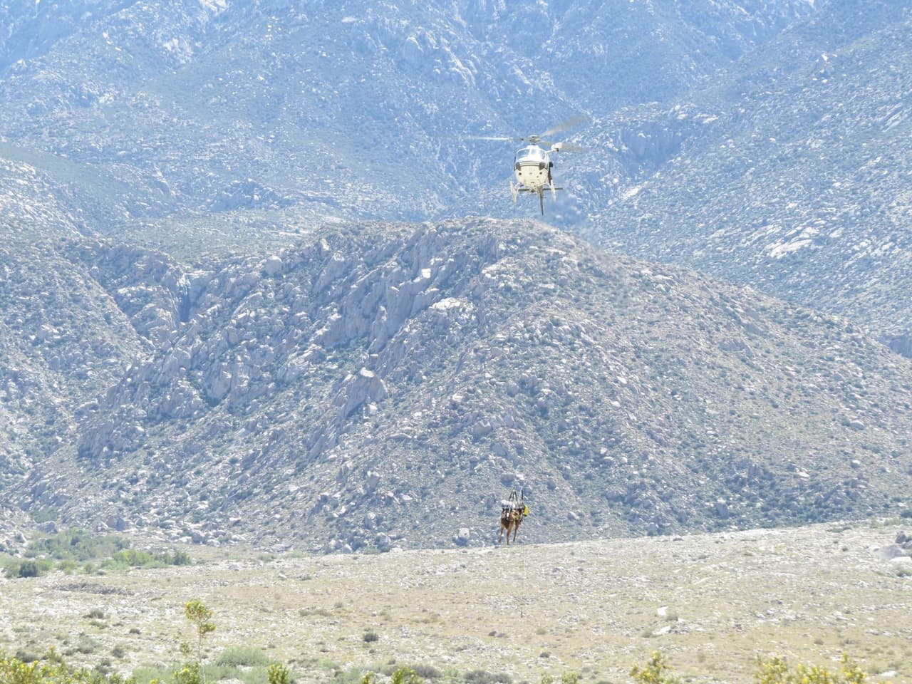 El helicóptero con el caballo suspendido en el aire se aproxima al punto de encuentro con los efectivos médicos.