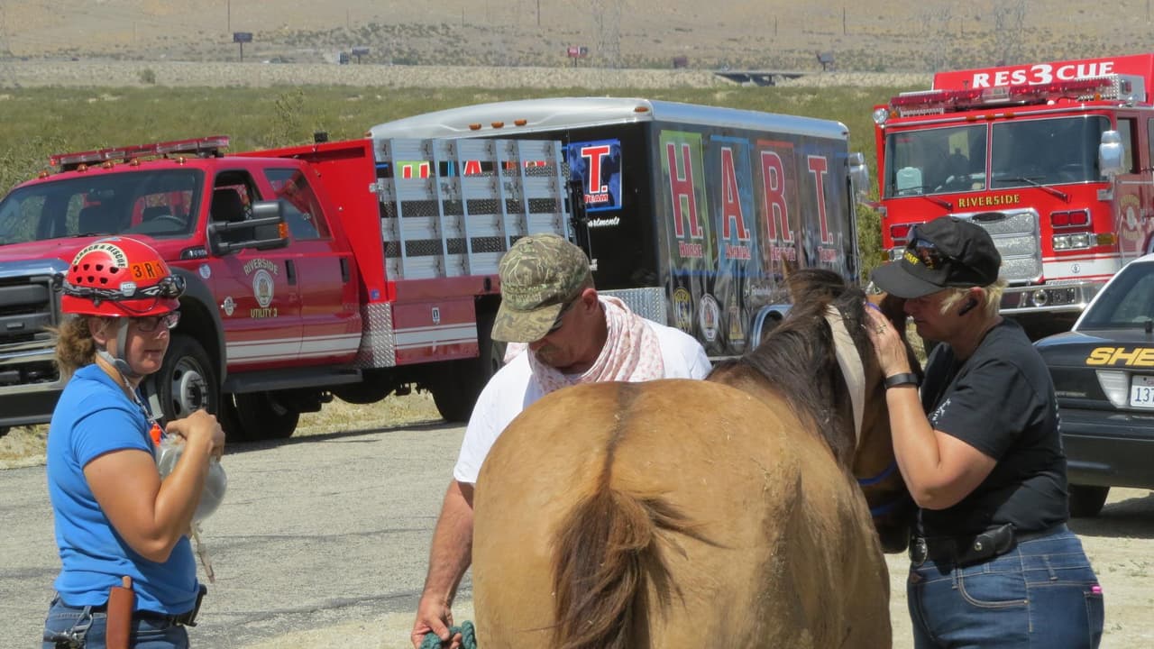 Cuidadores de caballos muestra afecto al equino, llamado Spirit, tras ser rescatado