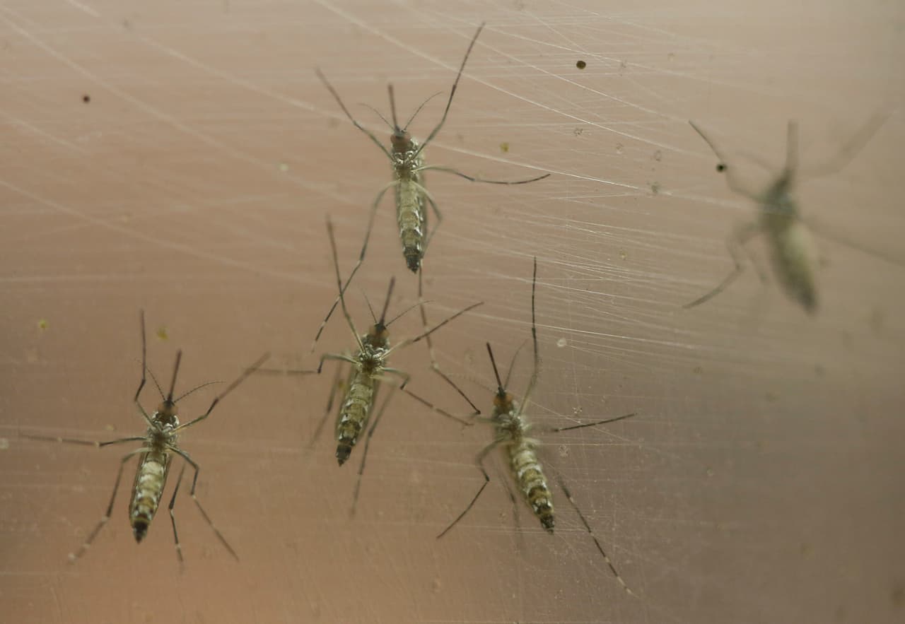 El mosquito Aedes también es respondable de la transmisión del dengue y el chikunguña.