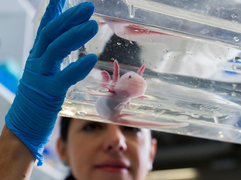 TO GO WITH AFP STORY BY JEAN-MICHEL HAUTEVILLE - Mexican biologist Tatiana Sandoval-Guzman, a scientist who has lived in Dresden for six years, holds an axolotl in a glass tank in her laboratory at the Center for Regenerative Therapies in Dresden, eastern Germany, on November 17, 2015. Sandoval-Guzman is "amazed by the reaction of the people of Dresden facing PEGIDA", citing solidarity initiatives with refugees, despite the German city of Dresden, known for its Baroque architecture and romantic Christmas market, worries about the damage to its image caused by the xenophobic protests of the PEGIDA movement. AFP PHOTO / ROBERT MICHAEL / AFP / ROBERT MICHAEL (Photo credit should read ROBERT MICHAEL/AFP/Getty Images)