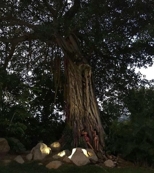 Las tres cargaron energías en este hermoso árbol, Claudia escribió en Instagram: "Te sorprenderás de todo el poder que puedes descubrir dentro de ti....".