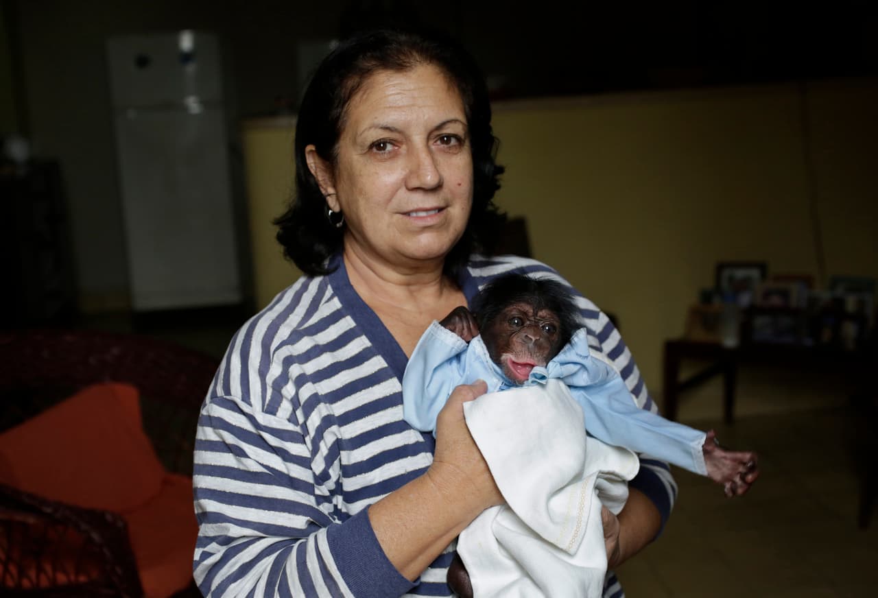 Marta Llanes tuvo su primera experiencia en el manejo de chimpancés en 1980 cuando su suegra la ayudó a criar a un bebé cuya madre había tenido un parto difícil. Criar chimpancés la preparó para cuando dio a luz a su hija, dice.