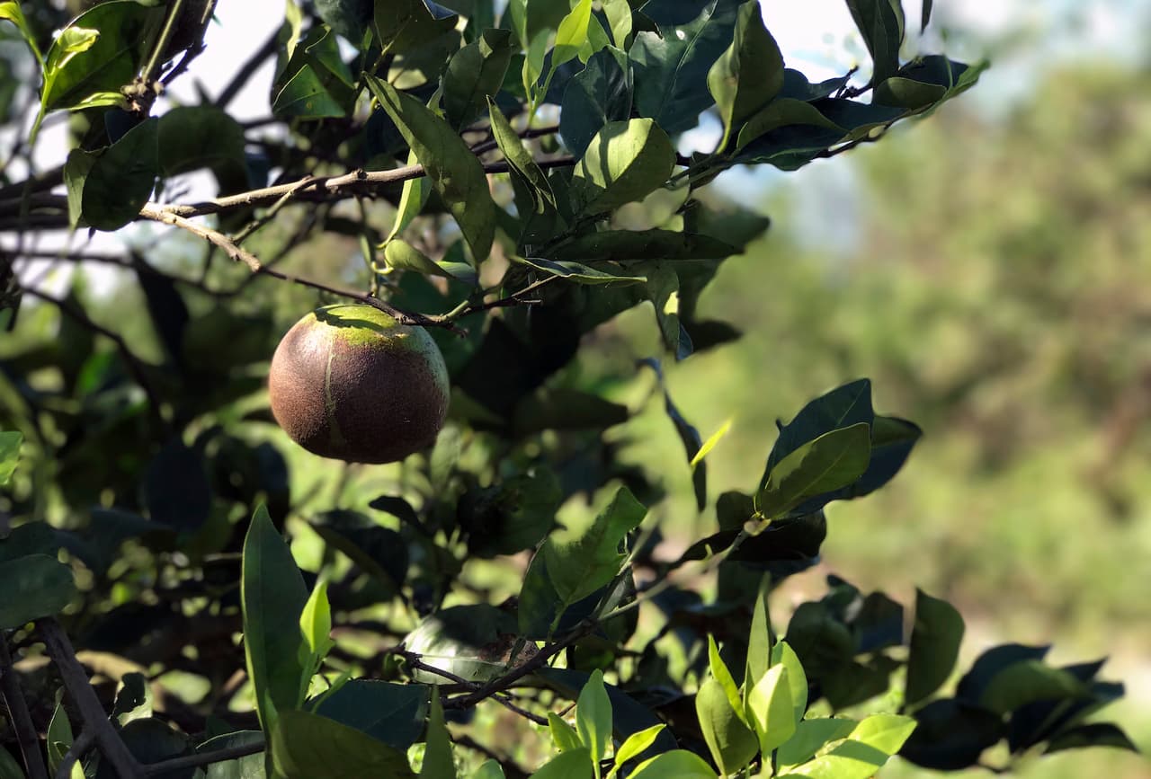 An orange sits on a tree affected by Hurricane Irma, Wednesday, Sept. 13, 2017, in Lake Wales, Fla. The owners of Florida’s iconic orange crop say as much as 75 percent of the crop was damaged by the storm. Some growers in Southwest Florida have lost almost their entire crop, while central Florida was also affected. The crop was already struggling with a deadly citrus disease.(AP Photo/Tamara Lush)