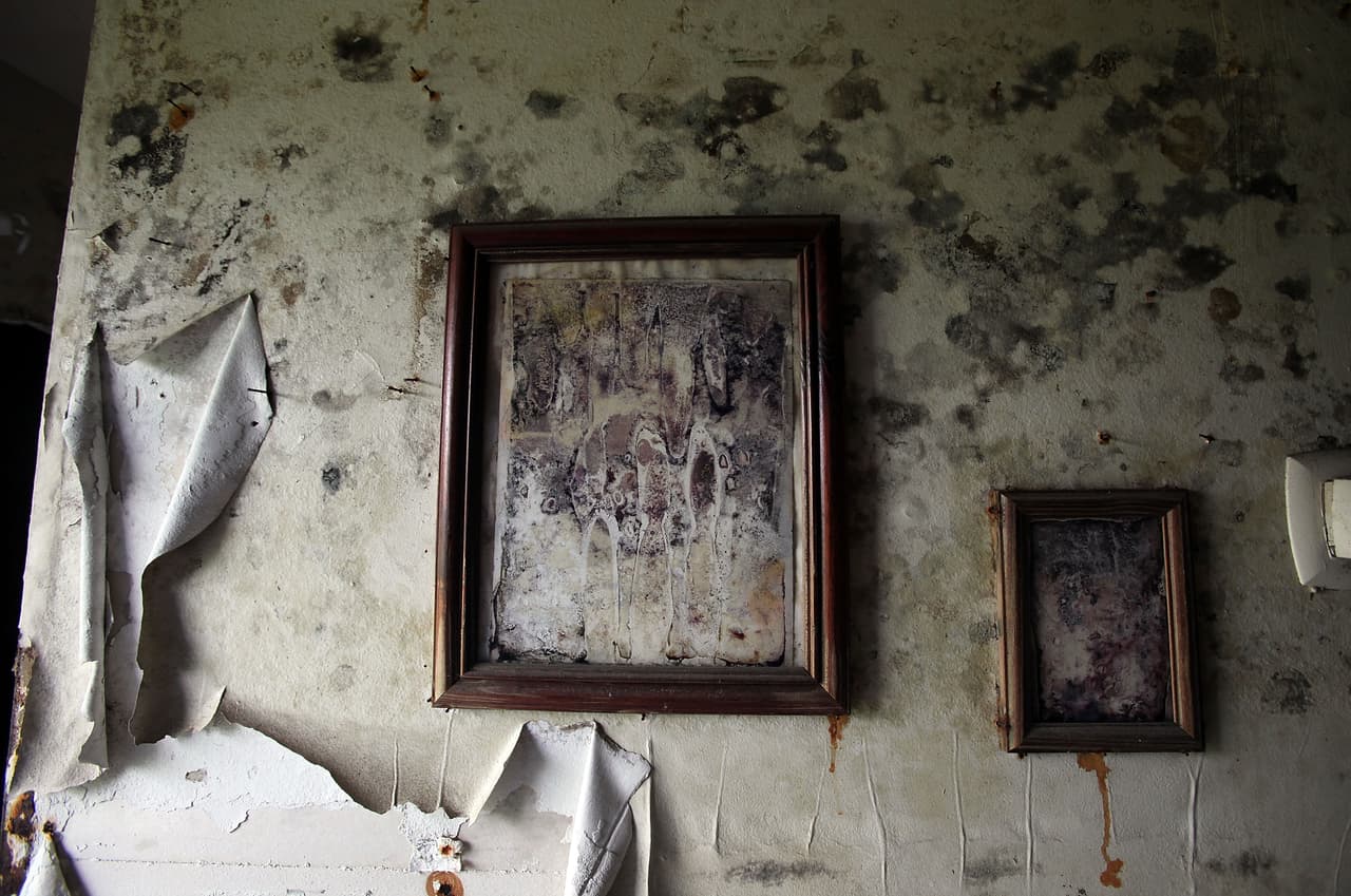 NEW ORLEANS - AUGUST 26: Mold overtaken photographs hang on a wall in the now abandoned Press Park housing projects that were flooded during Hurricane Katrina August 26, 2010 in New Orleans, Louisiana. August 29, 2010 is the five-year anniversary of Hurricane Katrina. (Photo by Mario Tama/Getty Images)