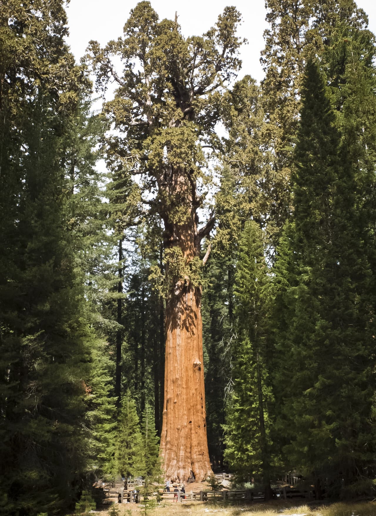 El General Sherman en el Parque Nacional Sequoia-Kings.