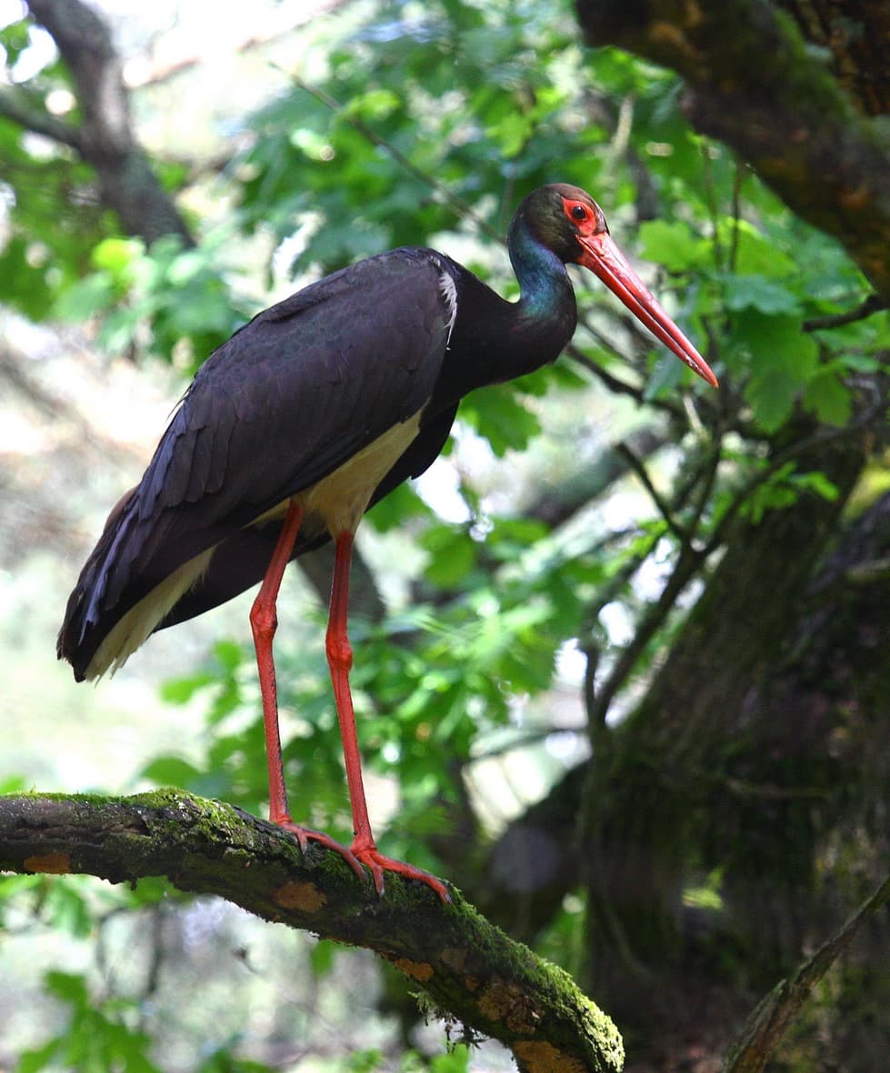 Cigüena negra. Foto: Valeriy Yurko.
