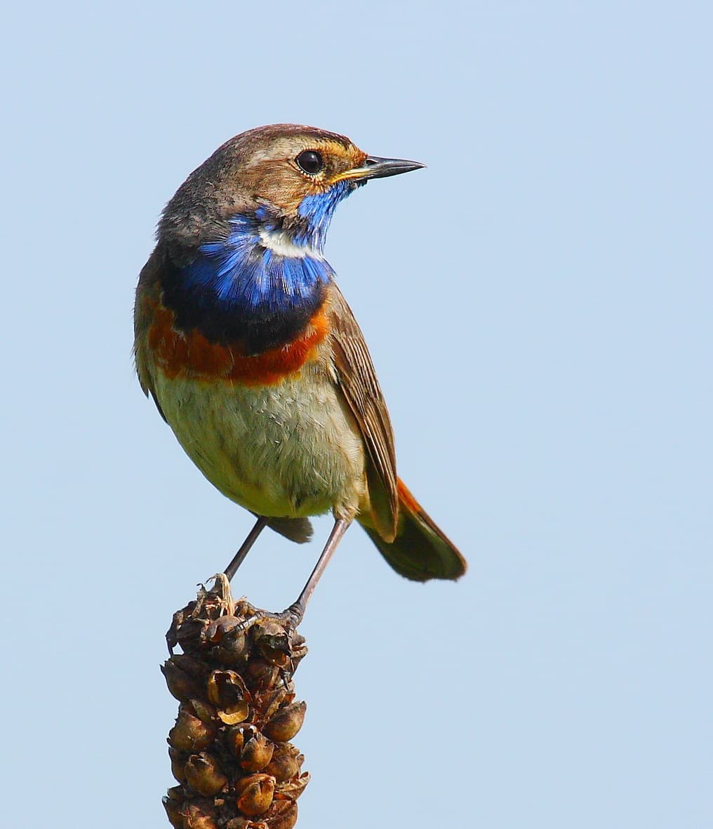 Pechiazul. Foto: Valeriy Yurko.