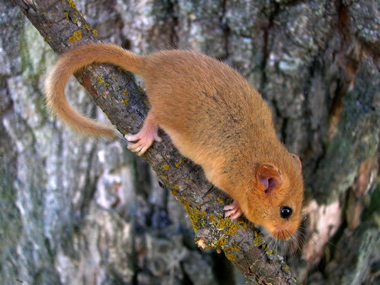 Lirón. Foto: Valeriy Yurko.