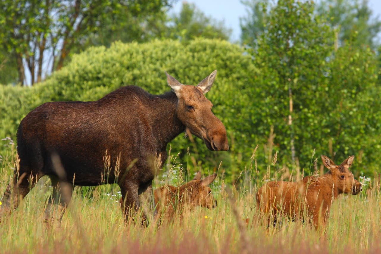 Familia de alces. Foto: Valeriy Yurko.