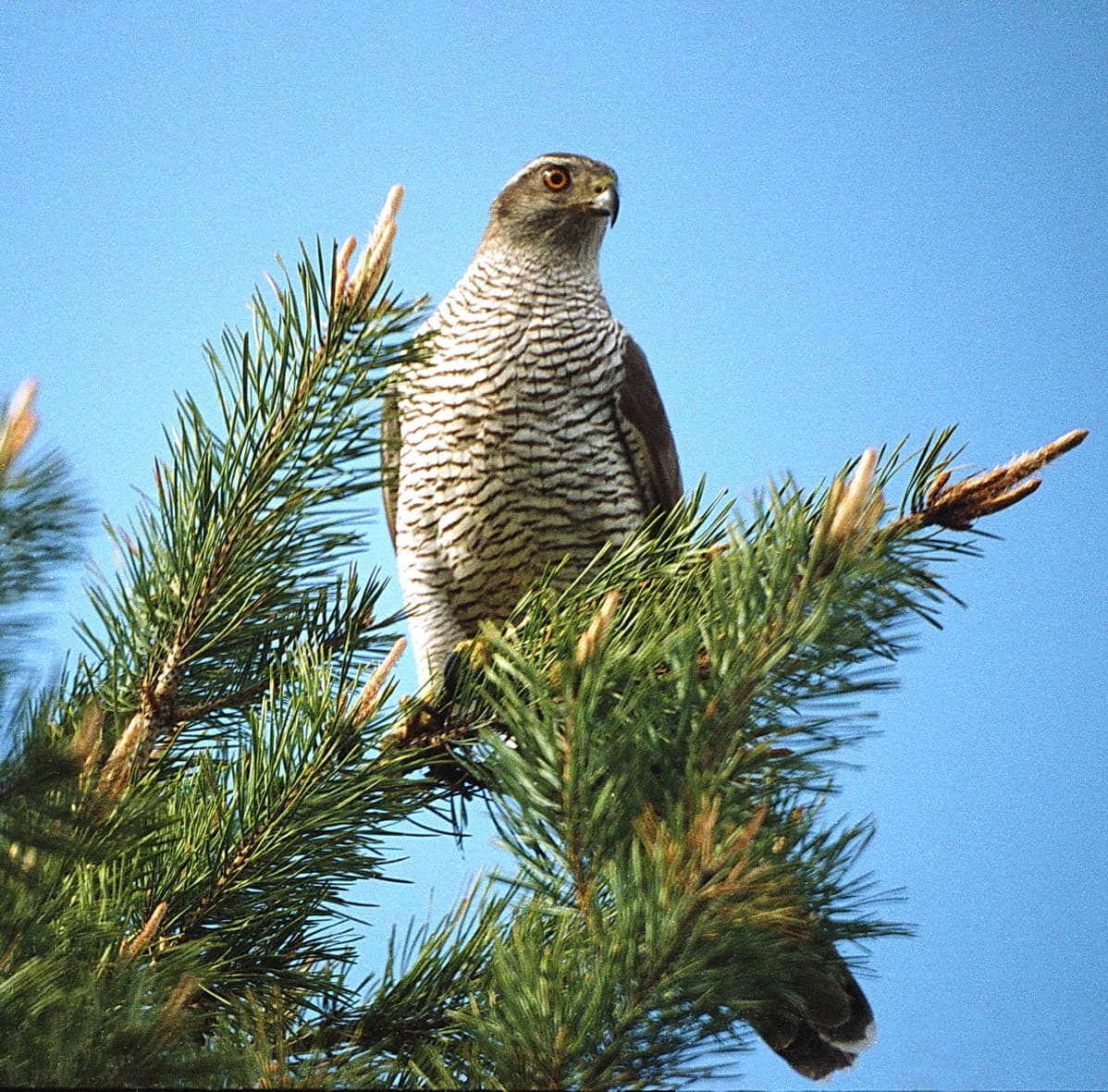 Azor. Foto: Valeriy Yurko.