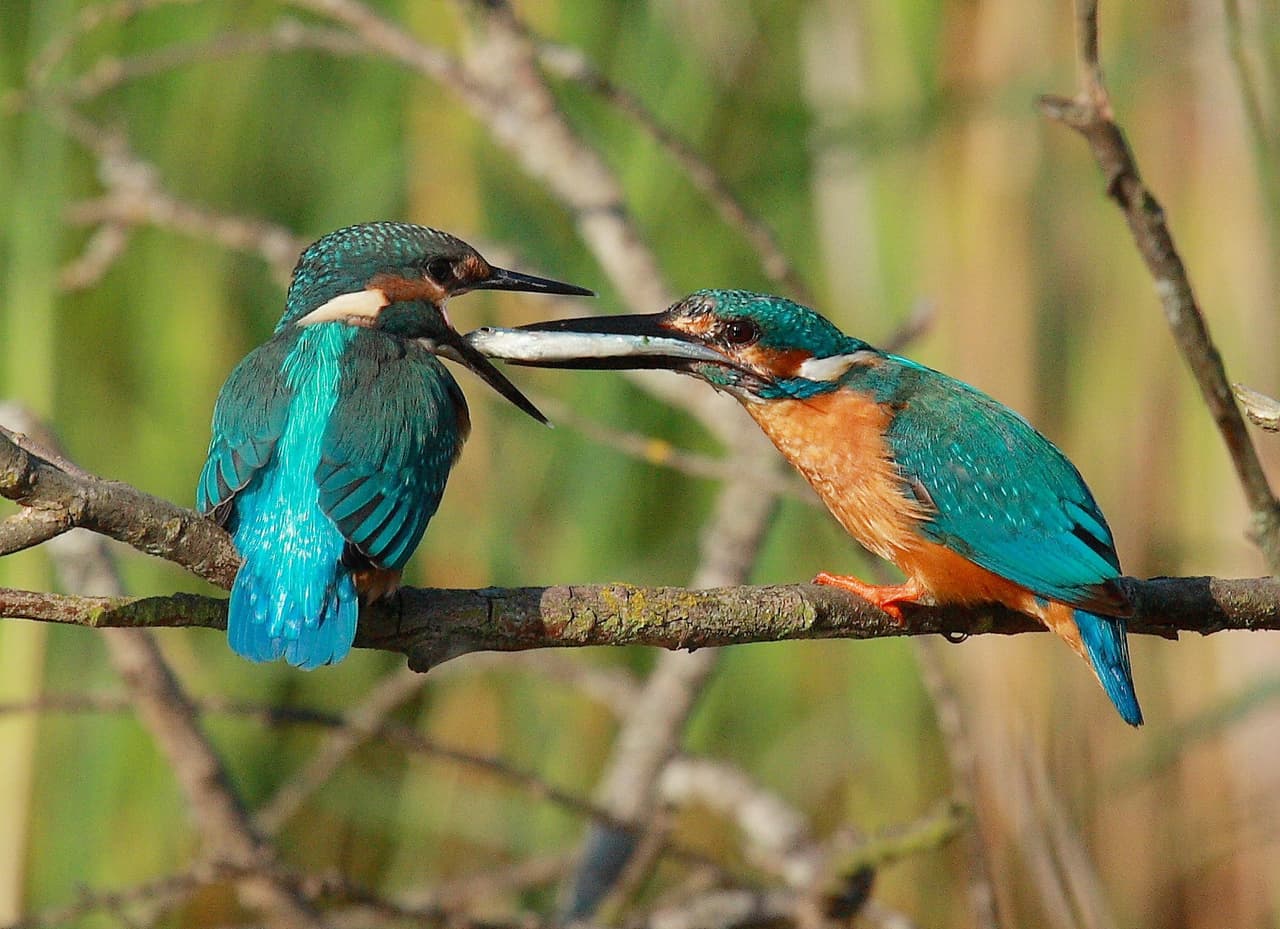 Martines pescadores. Foto: Tatyana Deryabina.