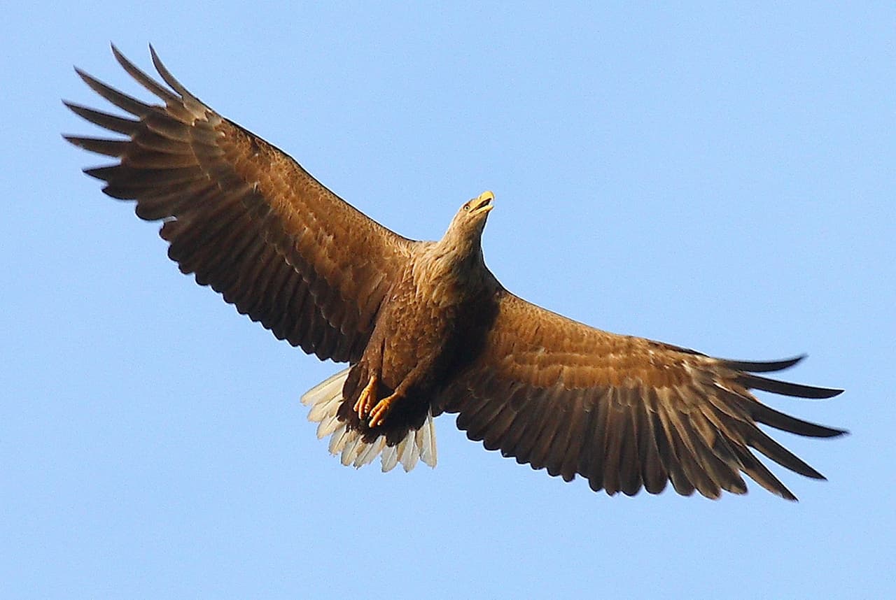 Águila de cola blanca. Foto: Valeriy Yurko.