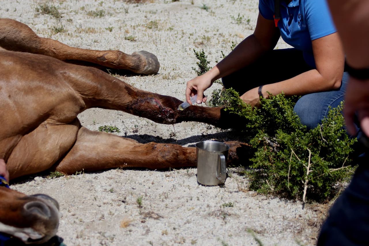 El animal estaba herido en las rodillas, aunque después presentó fallos renales que obligaron a su sacrificio.