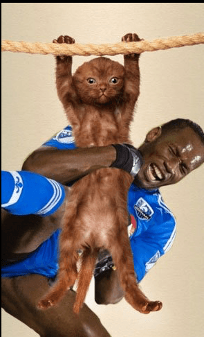 Drogba también ayuda a descolgar con seguridad a los gatos de las sogas.