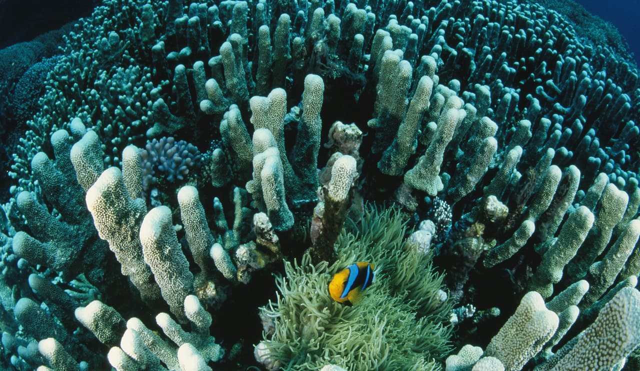 “Yo considero que el océano es la última gran frontera de nuestro planeta”, afirma Dr. Andrea Marshall, de National Geographic