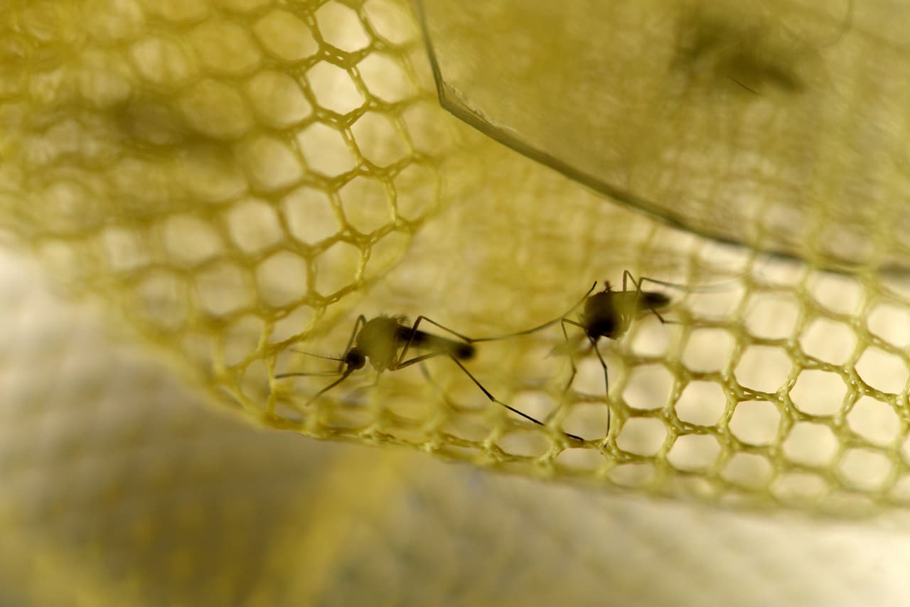 Puerto Rico aumenta esfuerzos para combatir el zika